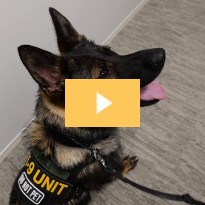 K9 Security