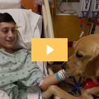 How paws-itively adorable is this! The facility dogs at Children’s Memorial Hermann Hospital banded together to pass out valentines to every patient on Thursday, delivering an extra dose of cuteness to their day. 