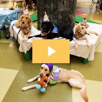 Pediatric Patients Celebrate Boris the Facility Dog