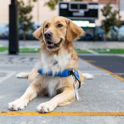 TIRR Facility Dog Program