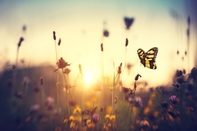Butterfly in a field at sunset