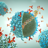 Bispecific Antibody Therapy