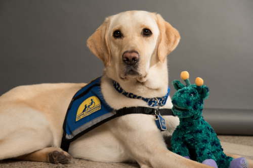 PHOTOS: Facility dogs show Astros spirit at Children's Memorial Hermann  Hospital