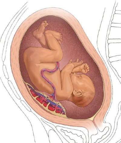 illustration of normal placenta and umbilical cord