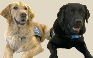 Featured TIRR Memorial Hermann therapy dogs, Annie and Pilot.