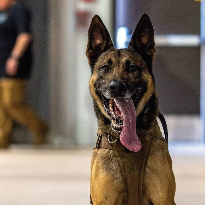 K-9 Officer Nate after recovering from a stab wound.