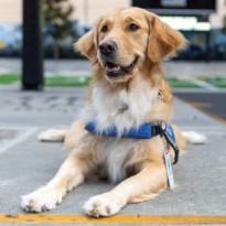 Facility dog, Annie, sits obediently on the TIRR Memorial Hermann basketball court.